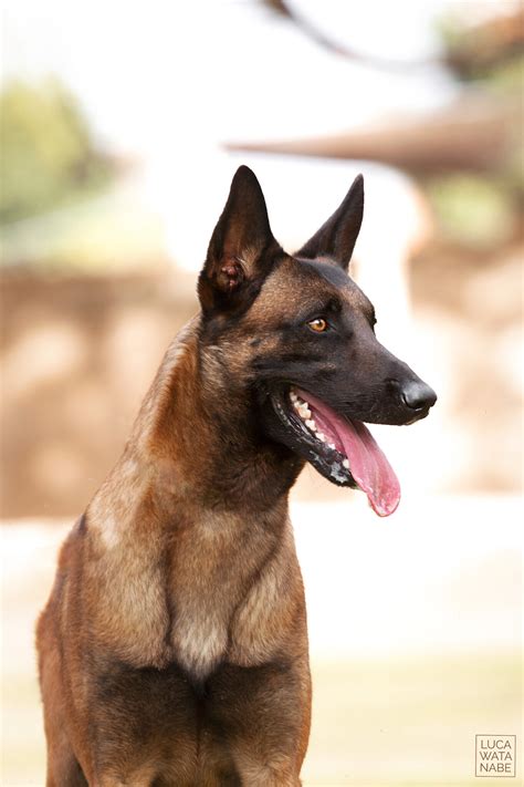 Por Que Cachorro Lambe O Dono Tudo Sobre A Lambida Canina