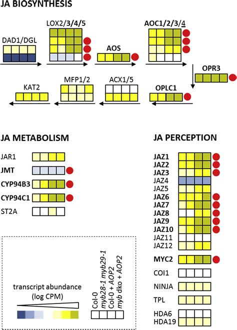 The Glucosinolate Biosynthetic Gene Aop Mediates Feed Back Regulation