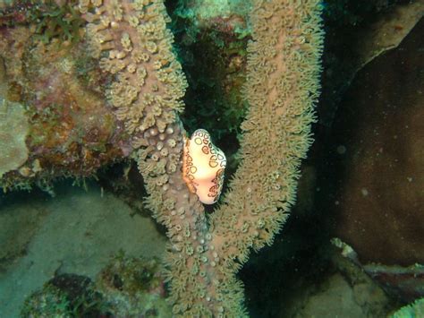 Verschiedene Tauchpl Tze Bonaire Foto Auf Taucher Net