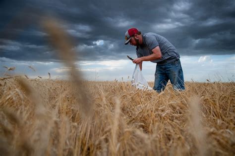 Struggle Deepens for U.S. Wheat Farmers Amidst Global Oversupply