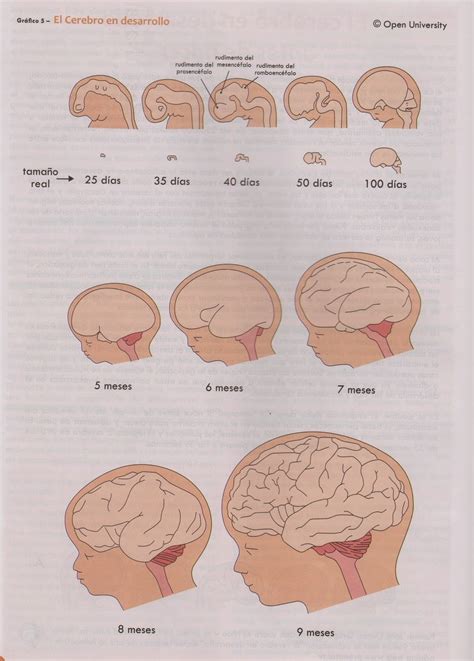 Desarrollo Del Cerebro Antes De Nacer Fisioterapia