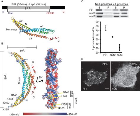 The Eisosome Core Is Composed Of BAR Domain Proteins Molecular