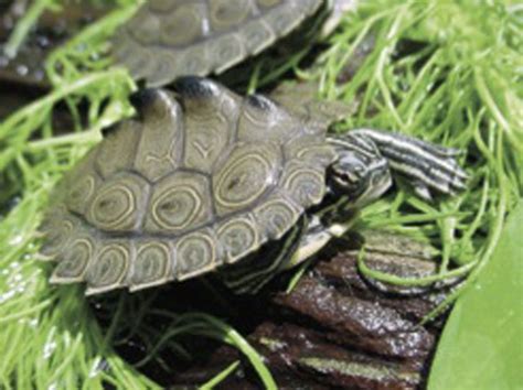 Turtle Species Spotlight: The Map Turtle - Care And Habitat ...