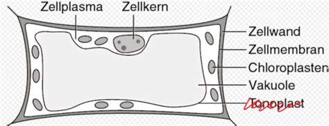 Zellbio I Karteikarten Quizlet