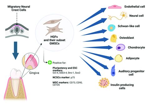 Pluripotency Of Human Gingival Fibroblasts Hgfs And Their Derived