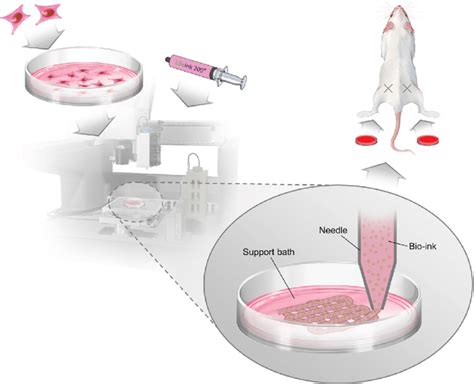 A Summary Of The Bio Ink And Specimen Preparation Procedure Cells Are