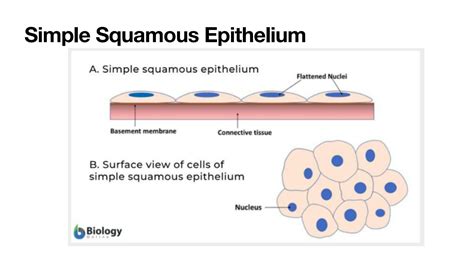 Solution Histology Epithelium Studypool