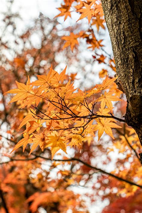 How To Trim An Oak Tree Without Killing It Treenewal