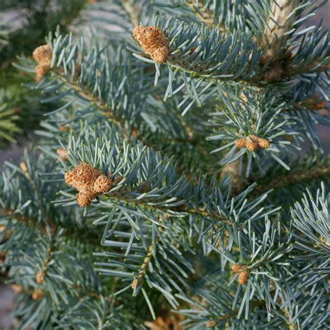 Abies Lasiocarpa Glauca Compacta Fir Siteone