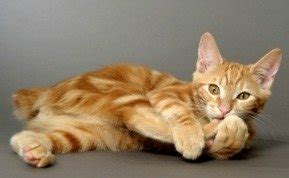 Kurilian Bobtail Kittens - Breeder List