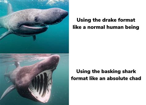 Basking Shark Be Basking Rmemes