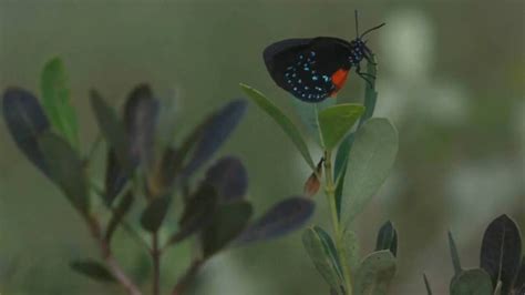 Endangered Pine Rockland Miami Herald