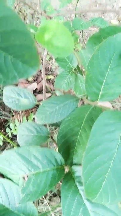 જામફળ નુ વૃક્ષ अमरुद का पैड Guava Tree Shortvideo Youtube