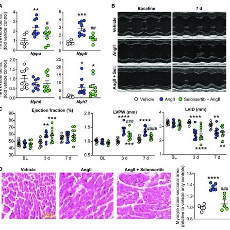 Selonsertib Inhibits Ang Ii Angiotensin Ii Induced Cardiac Fibrosis