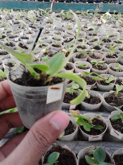 Jual Anggrek Besi Atau Dendrobium Violaceoflavens Seedling Di Lapak