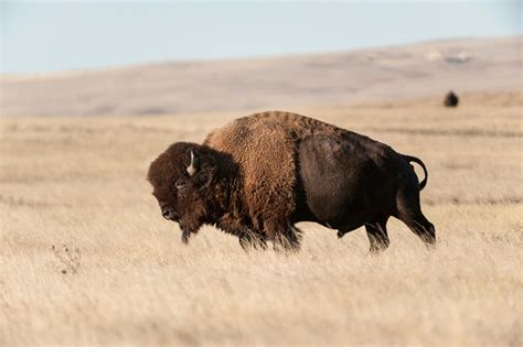 Rosebud Plans Biggest Tribal Bison Herd In North America | SDPB Radio