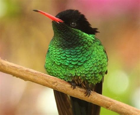 Doctor Bird Jamaica Travel Jamaica Bird Species