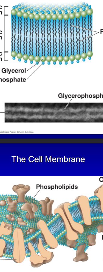 MICRO: Cell Structure Part 1 Diagram | Quizlet