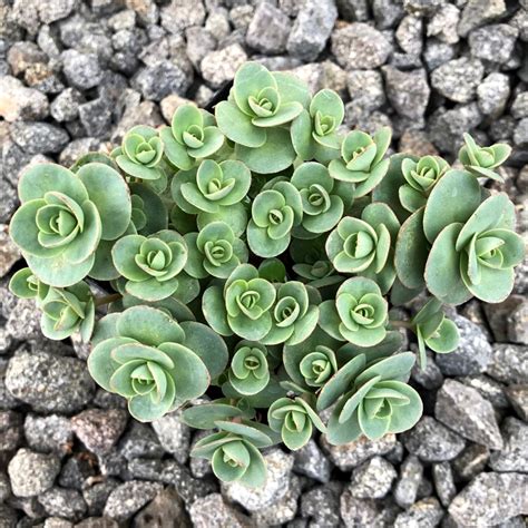 Очиток Лайм Зингер купить в питомнике с доставкой