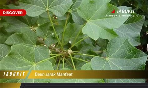 Bukan Cuma Daun Sirih Ketahui 7 Manfaat Daun Jarak Yang Wajib Diketahui