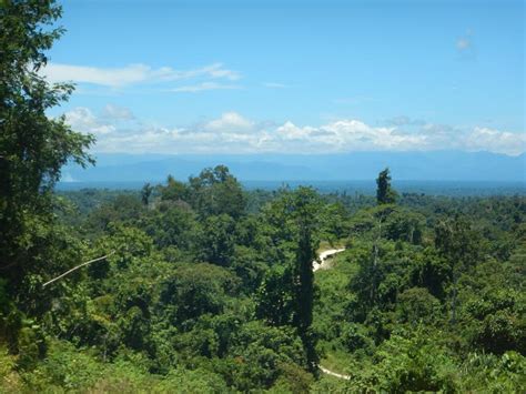 Alarming photos reveal devastating scale of rainforest destruction in Papua New Guinea – IRCEF