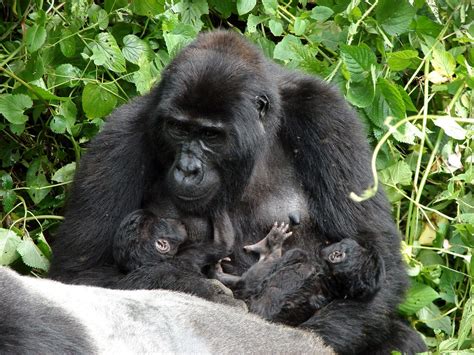 5 Days Uganda Gorillas Chimpanzee Tracking Safari Uganda Primates