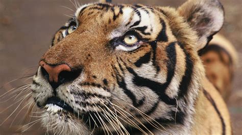 Tiger – Majestätisch und verletzlich | WWF Schweiz