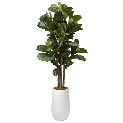 65′ Brazilian Fiddle Leaf Fig Tree In Medium Quinn Planter 319703d