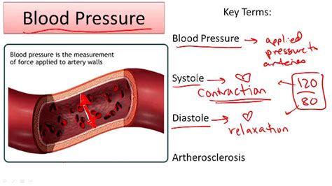 Circulatory System Structure And Function Example 3 Video