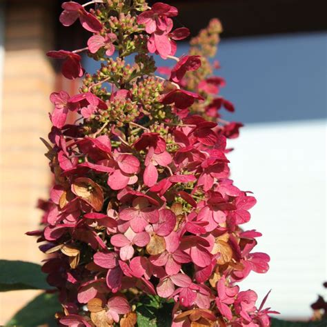 Hydrangea Paniculata Wims Red Compact Deciduous Potted Shrub Garden