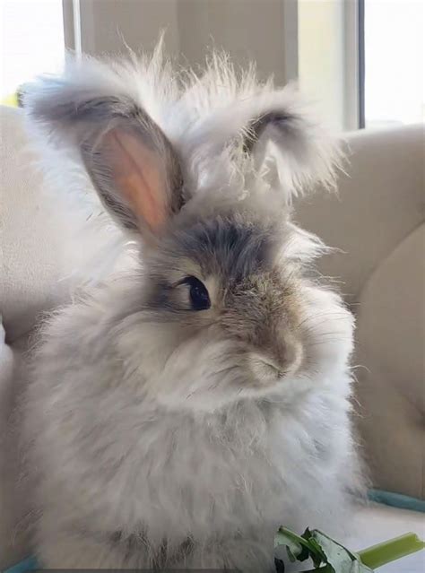 English Angora Rabbits For Sale Portland Or English Angora