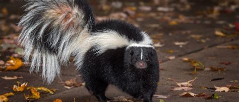 Skunk Poop: What Does Skunk Scat Look Like? - Wiki Point