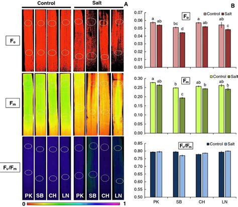 Chlorophyll Fluorescence Chlf Images Fo Fm And Fv Fm Of The Flag