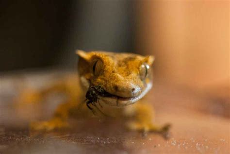 Crested Gecko Food for a Balanced Diet