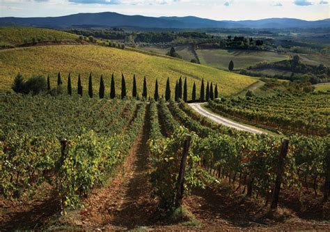 Chianti Half Day Wine Tour Guided Wine Tour In Tuscany Winetourism