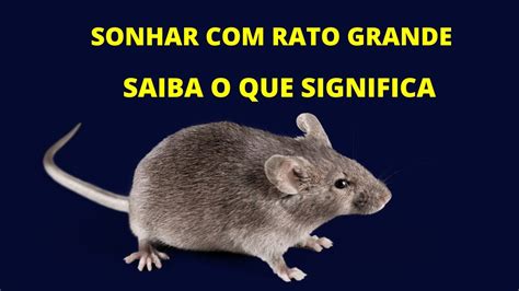 Sonhar Com Rato Grande E Gordo - Sonhar com rato grande - YouTube