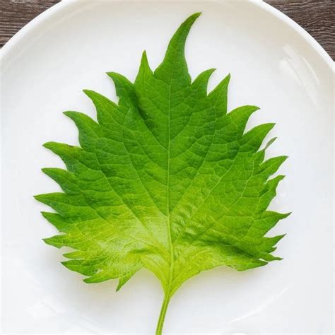 Shiso Vert Du Japon Perilla Frutescens Graines Alsagarden