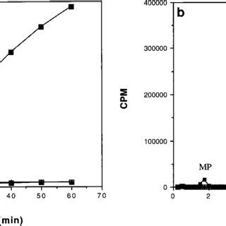 Phosphorylation Of GCV By 143B TK Cells And 143B Cells Expressing EBV