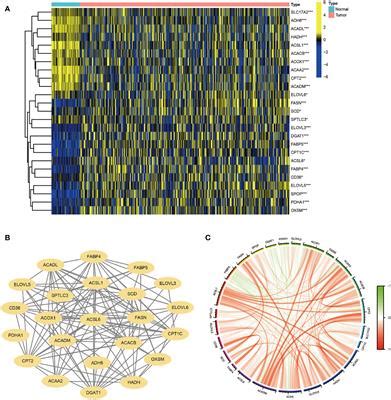 Frontiers Bioinformatics Analysis And Experimental Verification Of