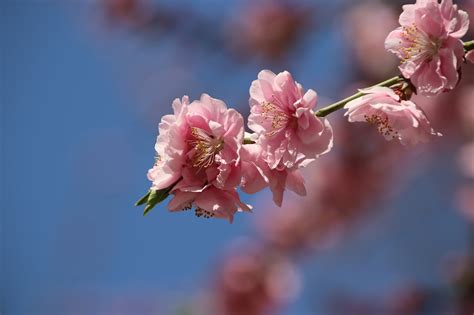 樱花 粉红色的花朵 花朵 Pixabay上的免费照片 Pixabay