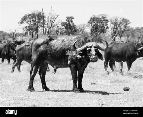 African Cape Buffalo Standing In The Middle Of Herd Okavango Delta