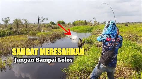 IKAN GABUS SUPER GANAS YANG SANGAT MERESAHKAN JANGAN SAMPAI LOLOS