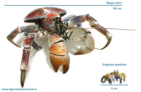 Il Granchio Pi Grande Del Mondo