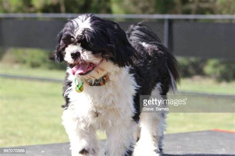 189 Shih Tzu Terrier Stock Photos High Res Pictures And Images