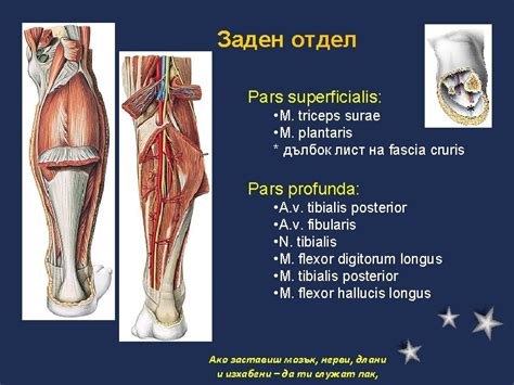 Fossa Poplitea Mm Semitendinosus Semimembranosus Biceps Femoris M