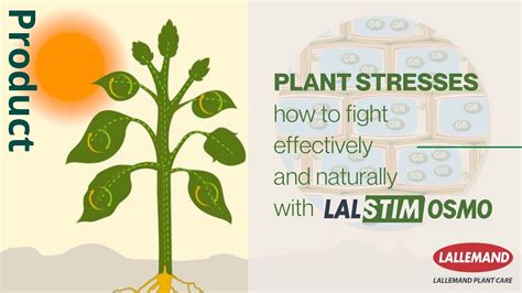 Plant Stresses How To Fight Effectively And Naturally With Lalstim