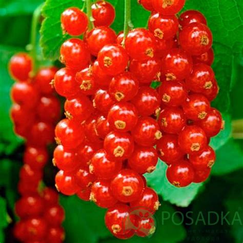 Смородина красная Гиганта - купить саженцы в Украине