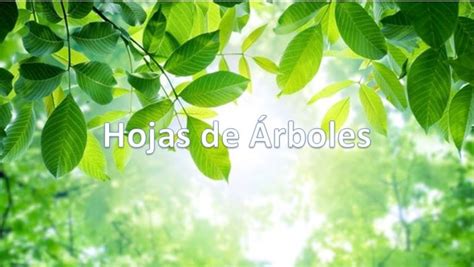 Identifica Los Tipos De Hojas De Árboles Forma Y Nombre