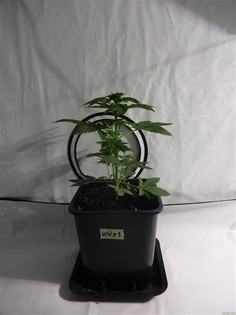 Galerie Des Variétés White Widow Royal Queen Seeds Pic