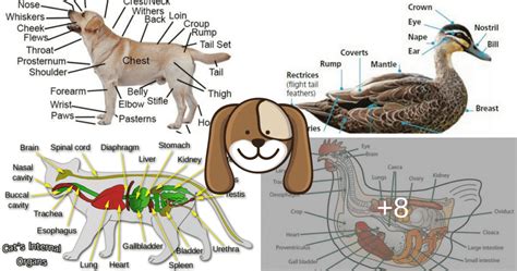 "Animal Body Parts" Vocabulary in English - ESLBuzz Learning English